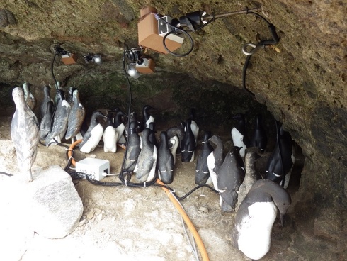 現在の繁殖巣棚内部の概要