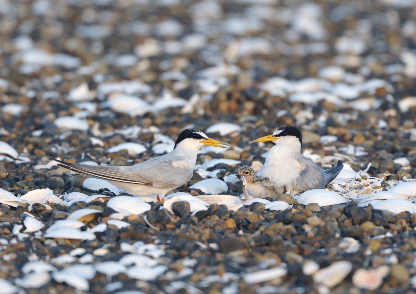 コアジサシ 絶滅危惧ii類 Vu 世界アルバトロスデー シーバードウィーク