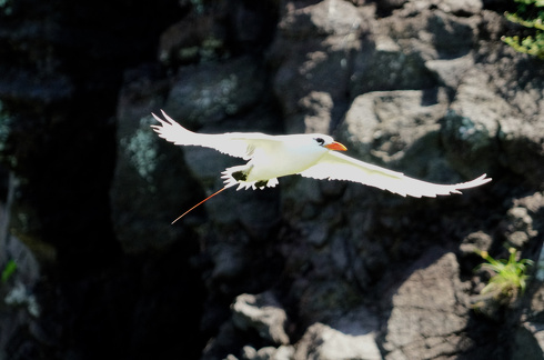 アカオネッタイチョウ