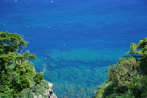 アカオネッタイチョウ