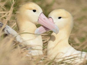 オキノタユウ（アホウドリ）つがい