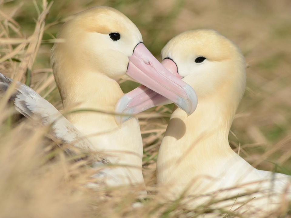 オキノタユウ（アホウドリ）つがい